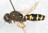 Philanthus coronatus